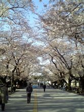 桜満開