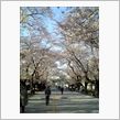 桜満開