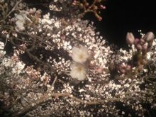 桜が♪