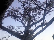 開花