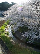 浜松で見る満開の桜・２