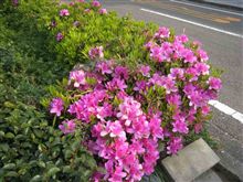 桜どころじゃない。