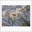 会社の桜も満開だ～