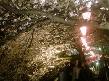 夜桜