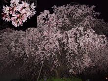 (時差1週間)桜リレー・ﾌﾛﾑ関西　遅まきながら