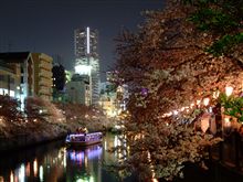 夜空に映えるサクラ並木