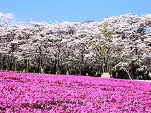 桜道・・・