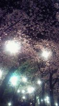 春の夜の散歩