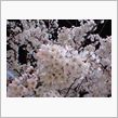 夜桜はいいねえ♪(*^_^*)