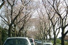桜のトンネル＠５分咲き？