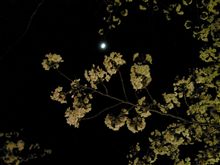 道後でお花見