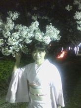 夜桜 園遊会 雅なひととき