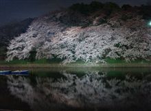 千鳥ヶ淵 夜桜