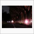海軍道路の夜桜