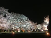 夜桜(ﾟ∀ﾟ　)Part2