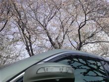 朝桜