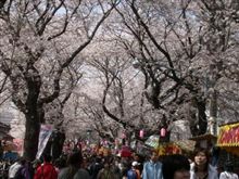 常盤平さくらまつり