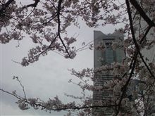 昼桜