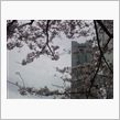 昼桜