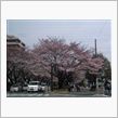 桜祭り