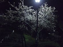 ☆お花見☆