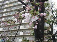 ミサイルが飛ぶとか飛ばないとか