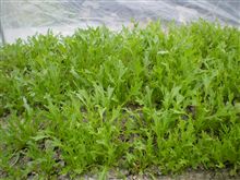 サラダ水菜順調です！