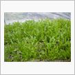サラダ水菜順調です！