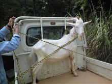 シートベルト＾＾