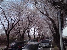 上瀬谷公園桜祭り 