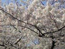 上野公園に移動