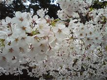 花よりだんご