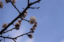 みんカラ リニューアル？？？