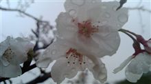 今日は雨でしたね。。。