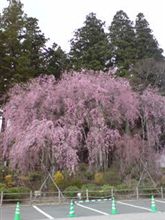 なんだなんだ─Ｆェラ～リ花見會でも あるんですか
