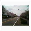 つくば南部の桜情報　(^_^)