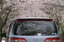 戻って市内の桜も