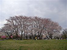 お花見会場変更のお知らせ。