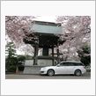 近所の桜