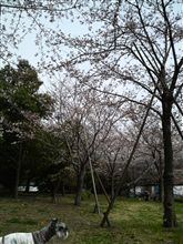 花見