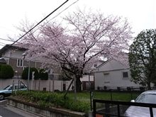 桜ですね。