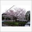 桜ですね。