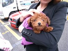 妹の犬