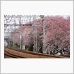 桜と小田急線