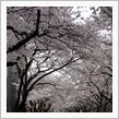 桜満開 2009！