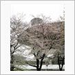 さくら桜サクラ