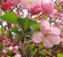 桜咲く。
