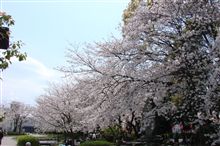 お花見大会！！