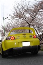 近くの川の土手の桜と愛車
