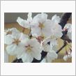 雨の花見大会(&#180;･ω･`)ｼ ...